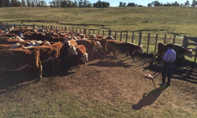 VAQUILLONAS HEREFORD DE EXCELENTE CALIDAD EN PASO CASILDO