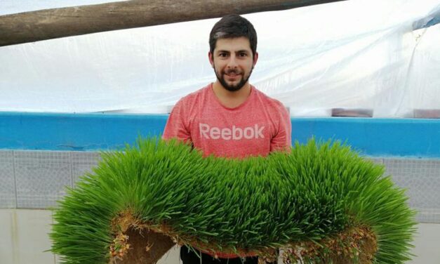 Desarrollan forraje hidropónico en Mendoza