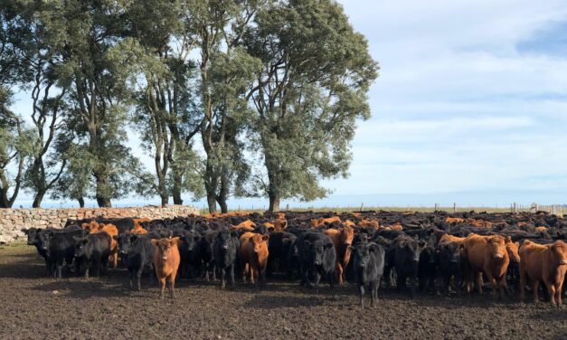 Plaza Rural vendió 7.013 vacunos con un 96.4% de colocación.
