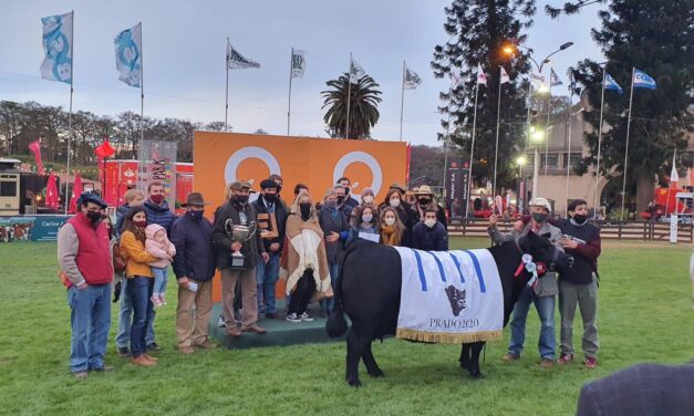 Aberdeen Angus Hembras – ExpoPrado 2020.