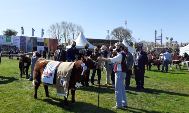 SHORTHORN – Triunfaron Cabañas Santa María y El Porvenir.