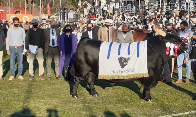 La Raza Aberdeen Angus se Lució en la ExpoPrado 2020.