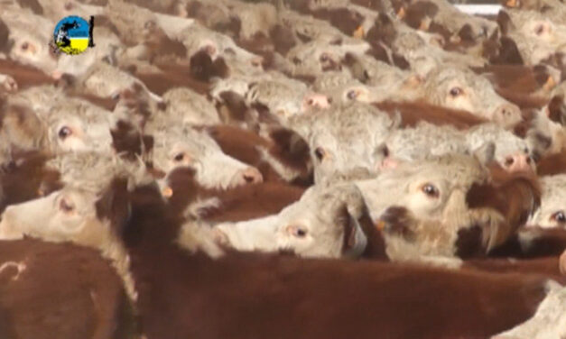 CONSIGNATARIOS : Más interés por vacas que por novillos.