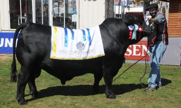 EXPOPRADO – Los mejores Brangus.