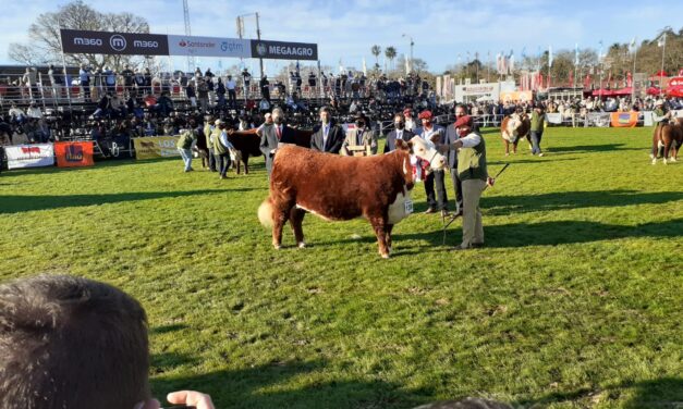 HEREFORD Y POLLED HEREFORD – LAS MEJORES FUERON DE EL BAQUEANO Y LA ELISA.