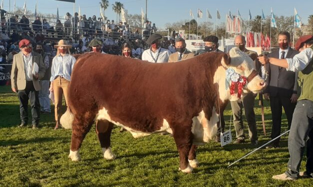 «LA ELISA» Y «LA HORMIGA», Los Mejores Hereford Y Polled Hereford.