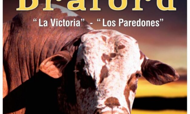 Braford : La Victoria y Los Paredones.