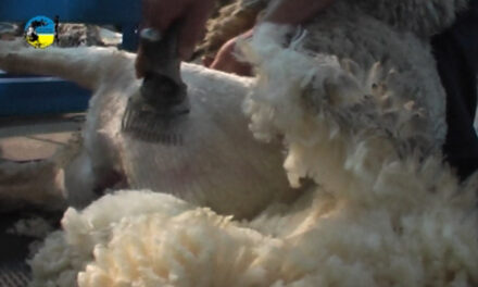 Negocio de lana merino en Tacuarembó