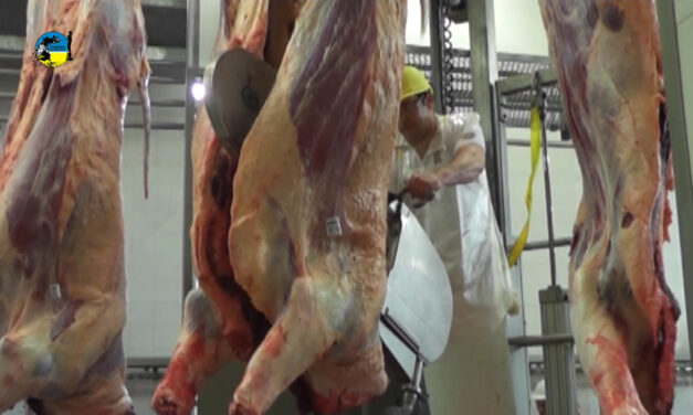 Vacunos : faena estable corrige los valores.