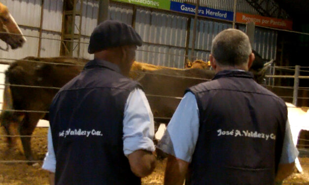 Local Don Tito, La Reserva y Feria General.