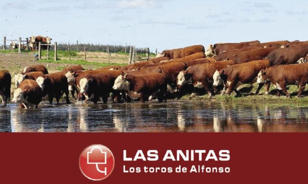 Hereford de Alfonso a U$S 4.231 de promedio.