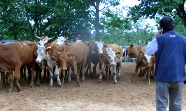 Feria Local Ansina venta del 100%.