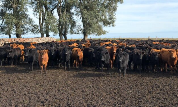 Novillo Mercosur: Brasil sube y en Uruguay baja