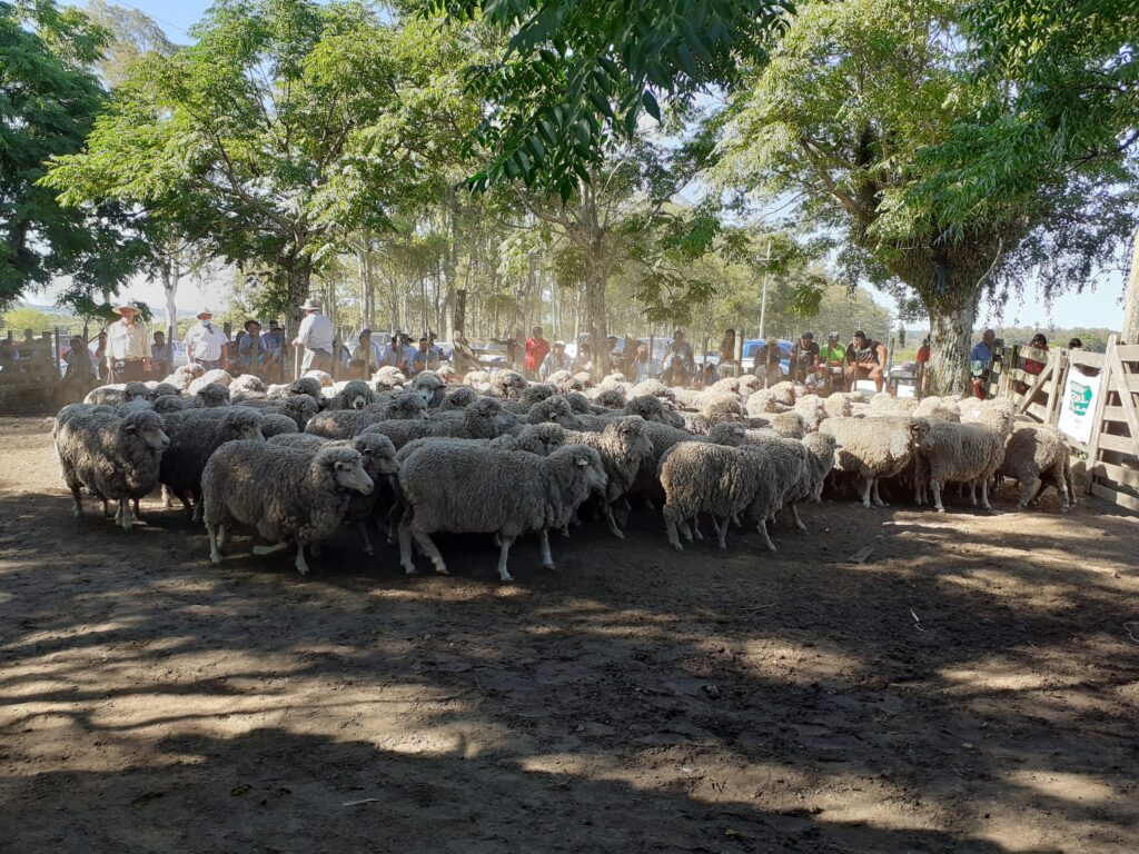 imagen de lanares en pista del remate en batoví