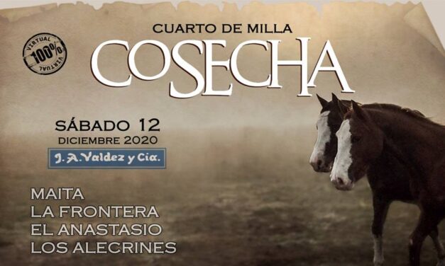 Cosecha 2020: «Calidad cuarto de milla»