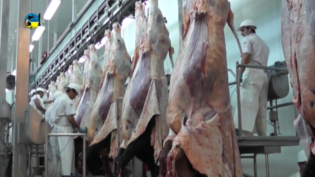 imagen de la faena semanal bovina