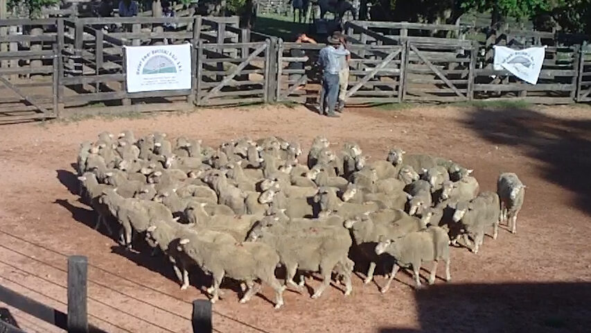 imagen de lanares en la pista del remate en la rural