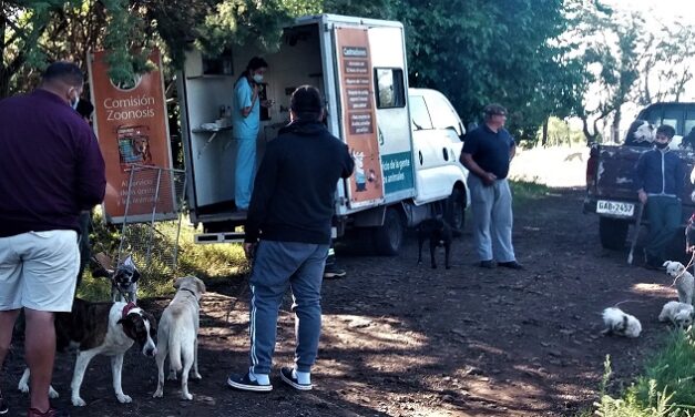 Artigas logró castrar e identificar 50% de perros