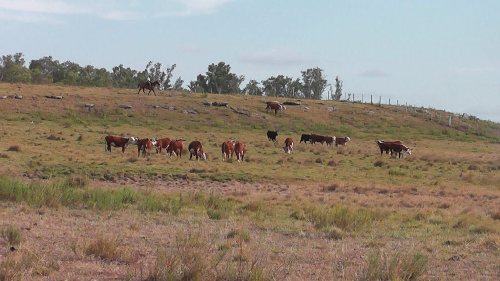 IMAGEN DE GANADO EN EL CAMPO CONSIGNATARIOS: MERCADO MANTIENE ESTABILIDAD