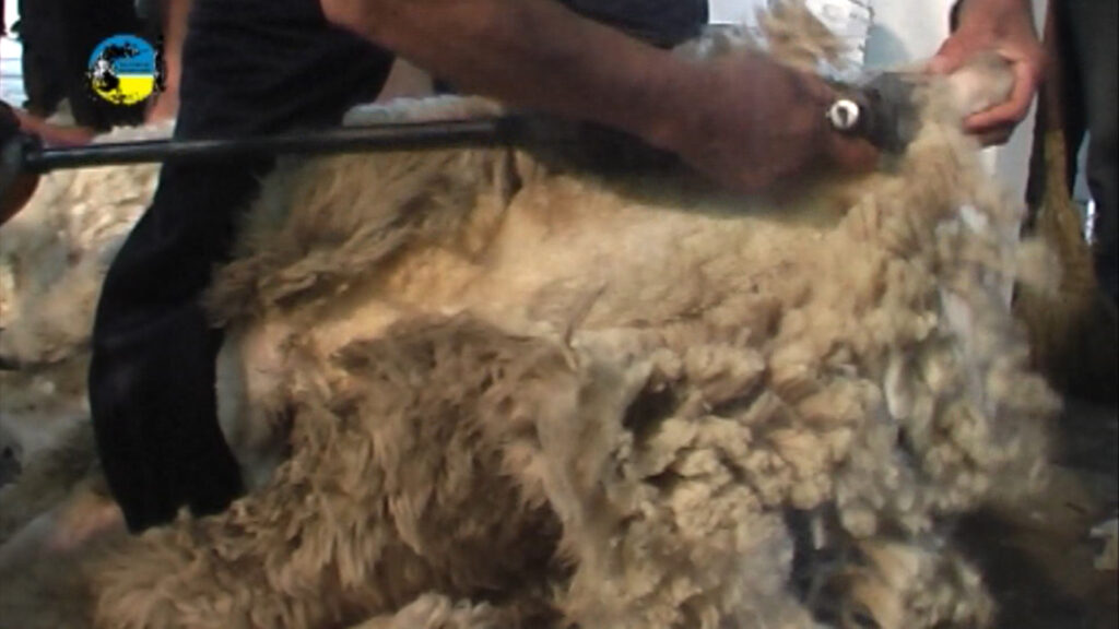 imagen de lanas mercado australiano tendencia al alza
