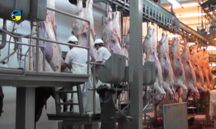 Tonelada de carne bovina a U$S 3.591