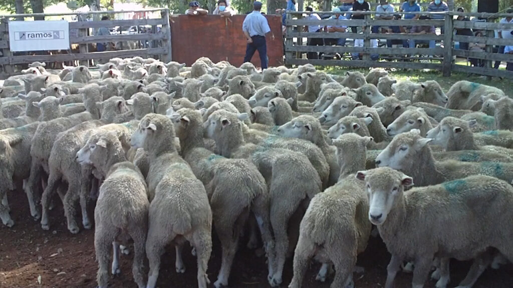 imagen de lanares en la pista 