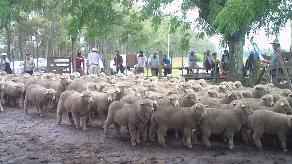 imagenes de lanares en el remate local batoví