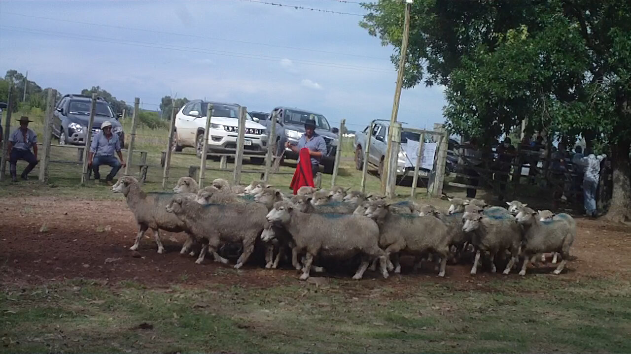 imagen de lanares en la pista del remate en local zapará
