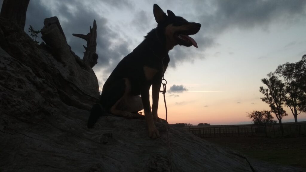 imagen de perro