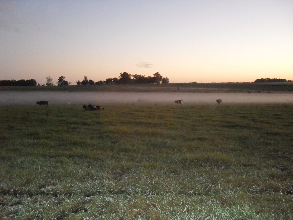 IMAGEN DE CAMPO mgap: proyectos