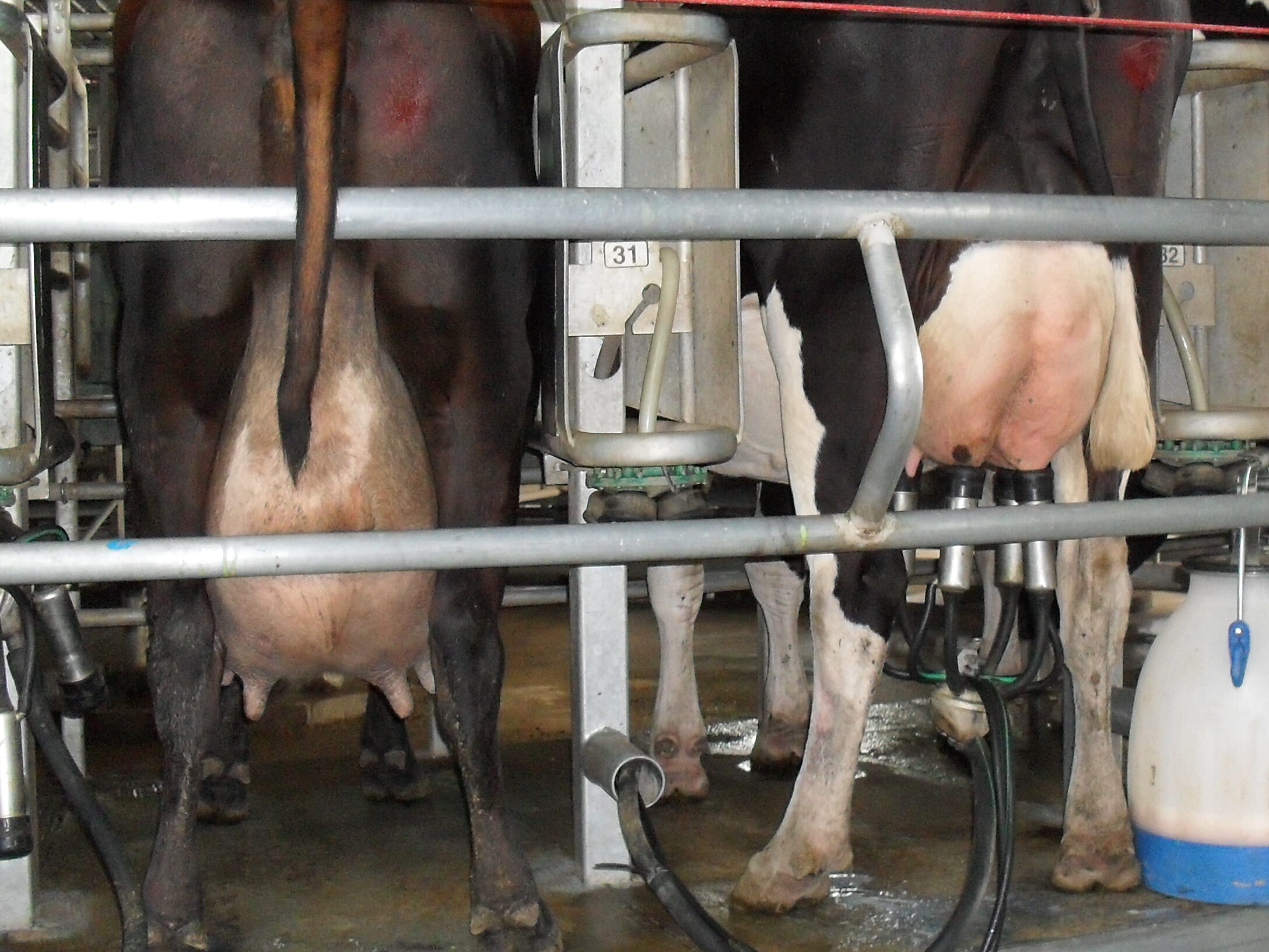 imagen de vacas en ordeñe conaprole bonificación estacional