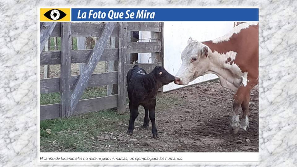 imagen de la foto que se mira de el palenque rural: arrancamos el 2021