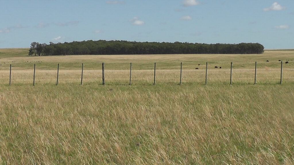 IMAGEN DE CAMPO NEGOCIOS DE CAMPOS Y GANADOS