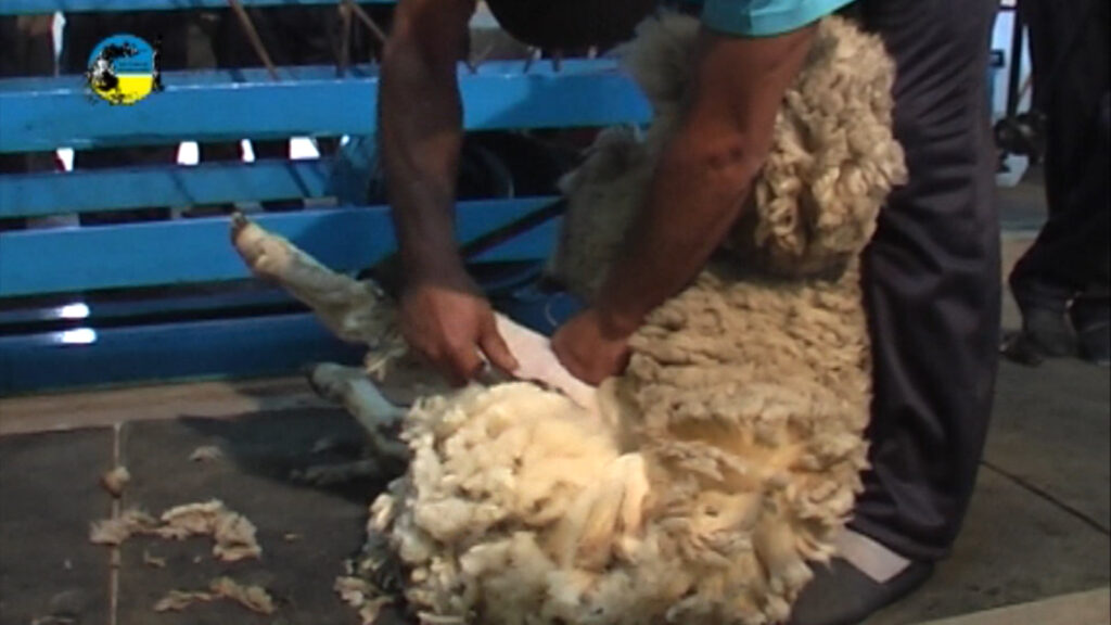 imagen de lanas mercado australiano : ligero retroceso