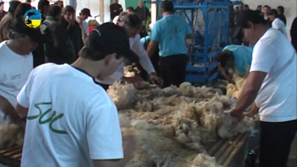 imagen de lanas continúan compras de lanas en uruguay