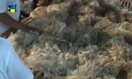 SUL informa negocios de lanas en Uruguay