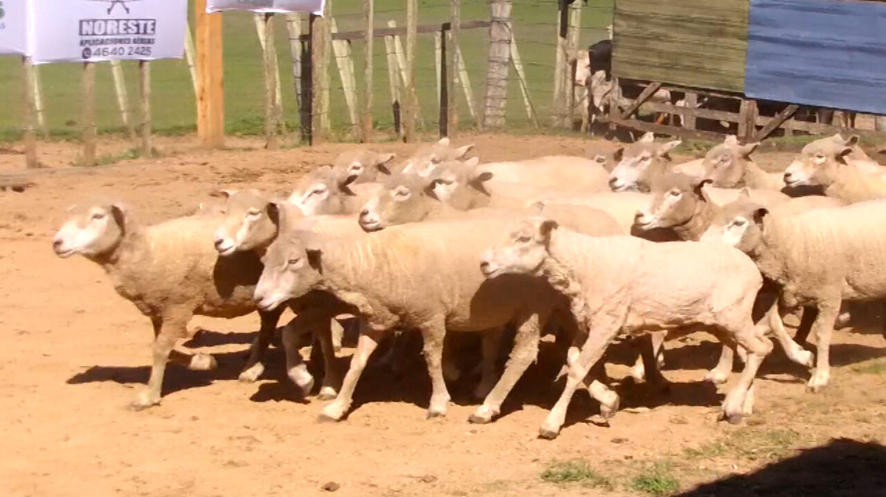 imagenes de lanares en la pista del remate en local caraguatá