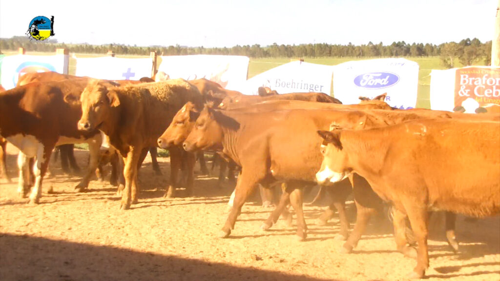 imagen de ganados en la pista del remate en local caraguatá