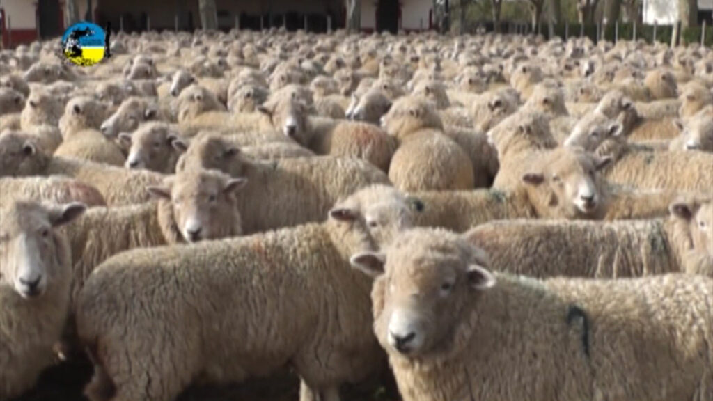 IMAGEN DE LANARES NEGOCIOS DE CAMPOS Y GANADOS