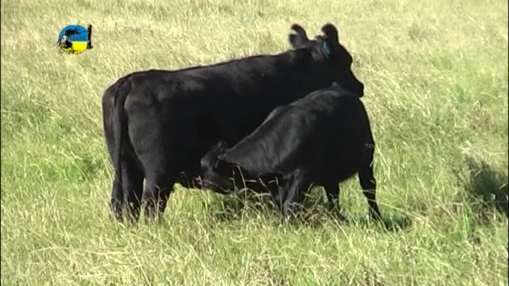 imagen de vaca dando de mamar al ternero