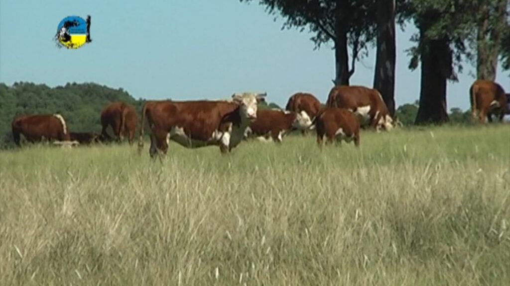 imagen de ganado en el campo consignatarios: mercado demandado