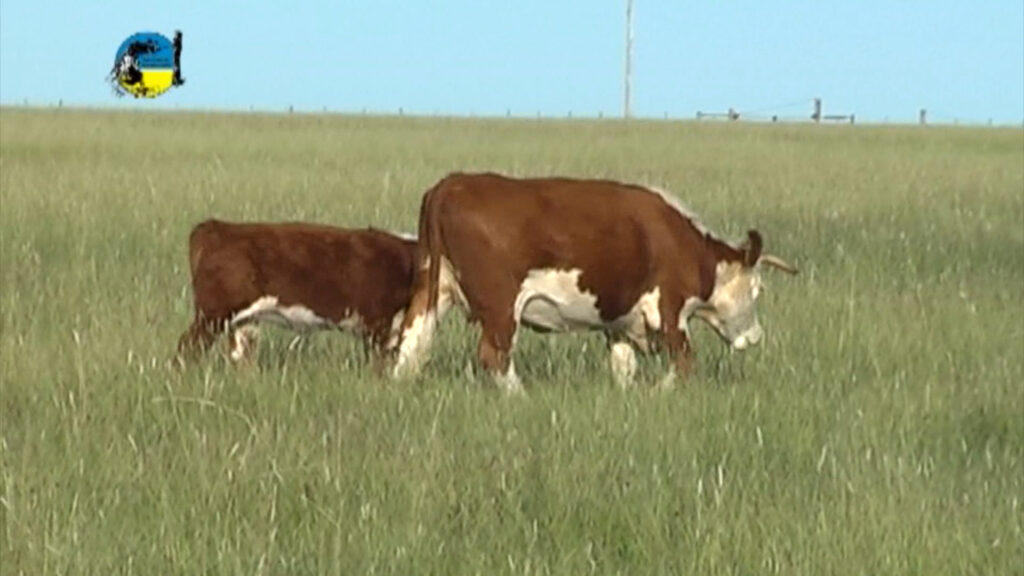 imagen de ganado en el campo se vacunan más de 11 millones de bovinos contra la fiebre aftosa