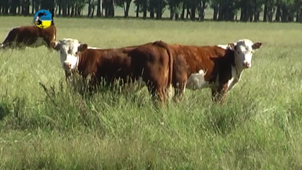 IMAGEN DE TERNEROS EN EL CAMPO NEGOCIOS DE CAMPOS Y GANADOS