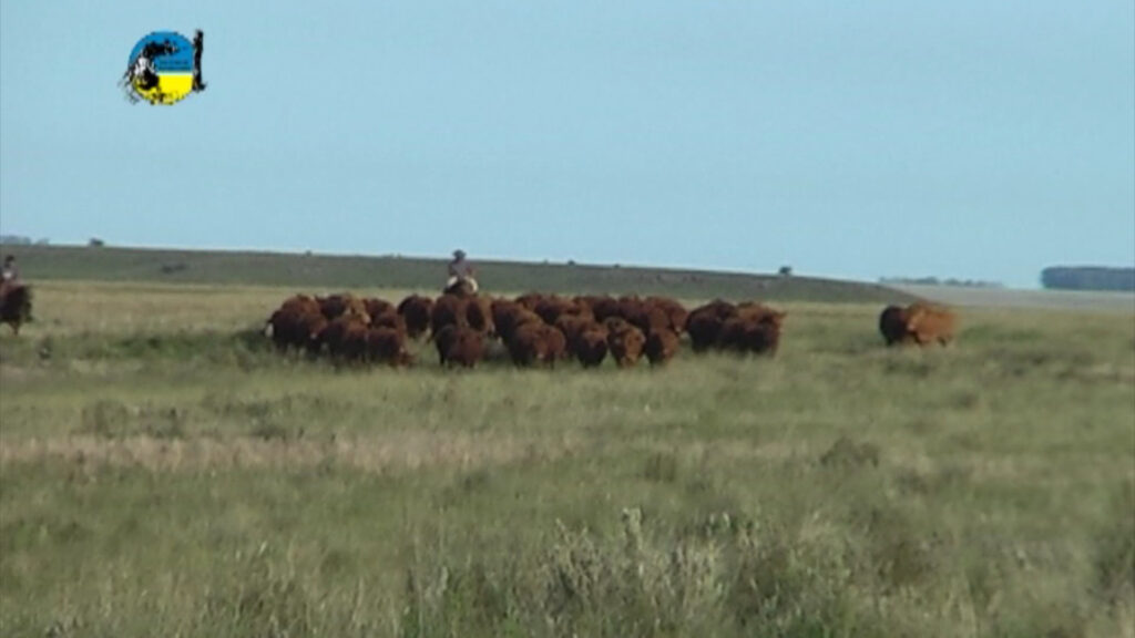 IMAGEN DE VACUNOS EN EL CAMPO