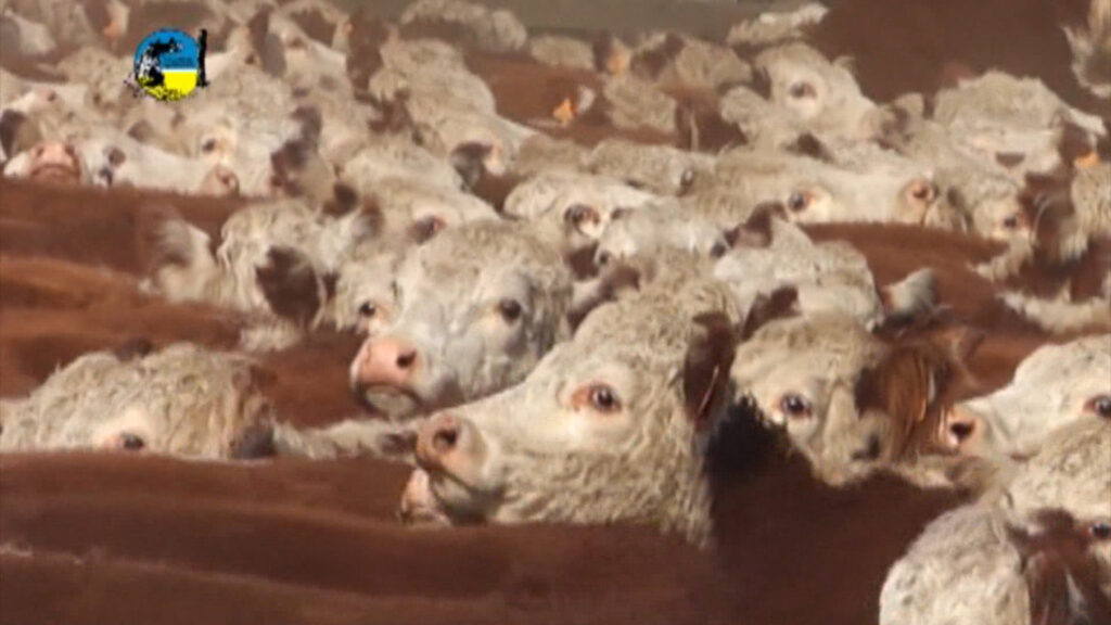 IMAGEN DE GANADO NOVILLO MERCOSUR: ARGENTINA ACUMULA SUBAS