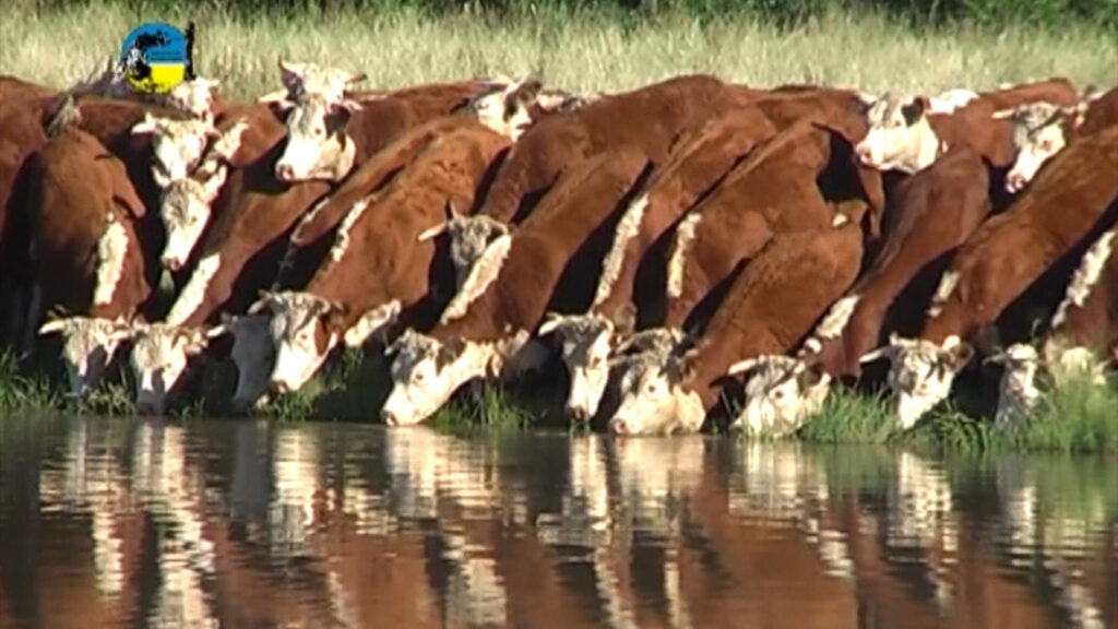 IMAGEN DE GANADO TOMANDO AGUA EN EL CAMPO