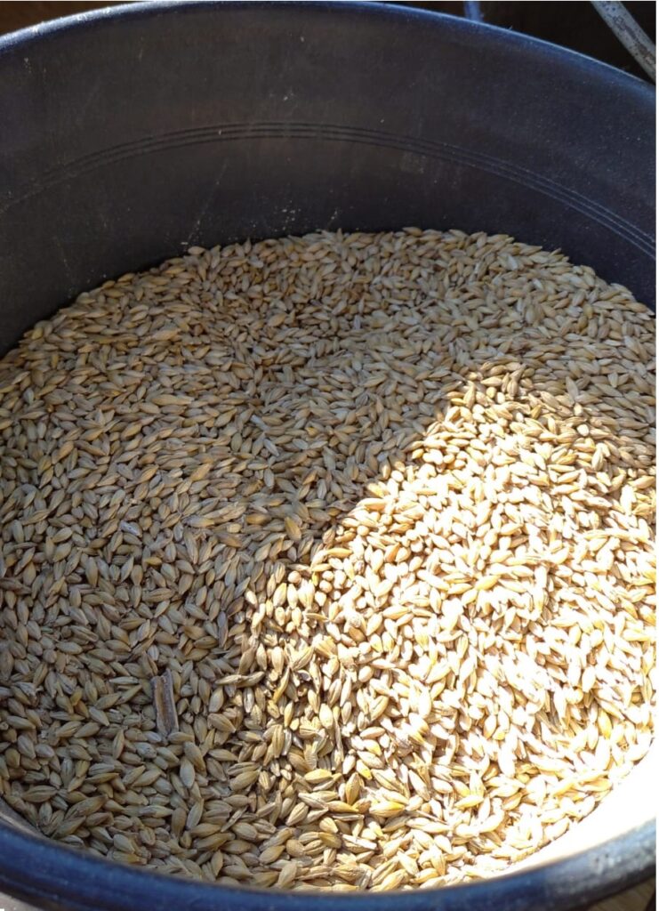 imagen de cebada uruguay exporta 36.000 toneladas 