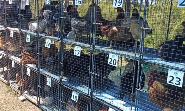 La Pedrera se vendieron más de 1.000 aves