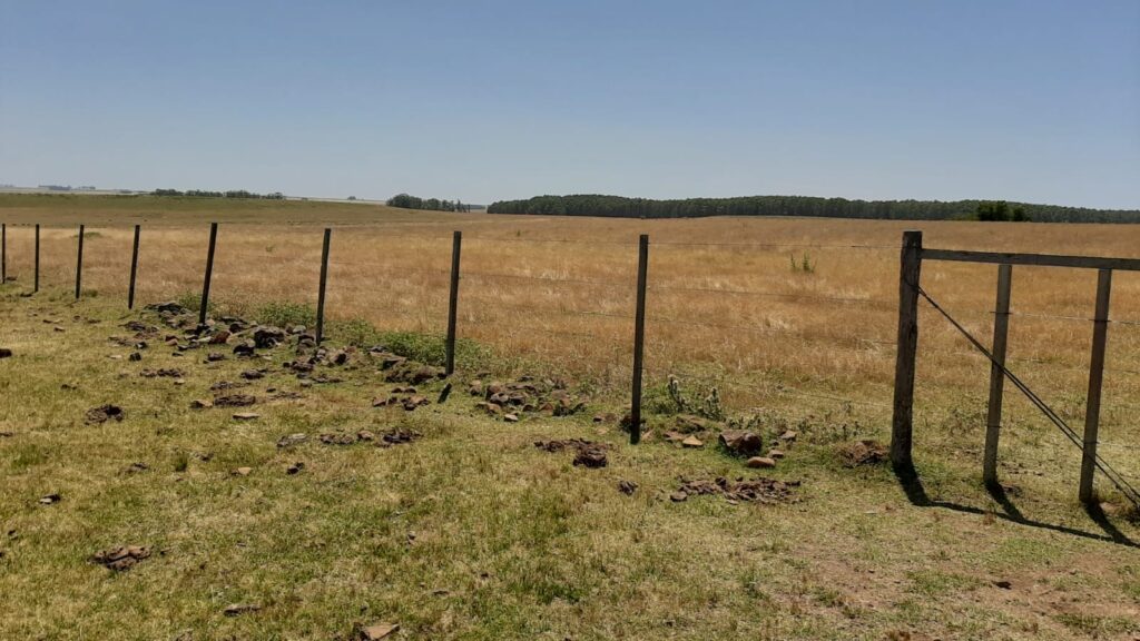 imagen de campo con sequía