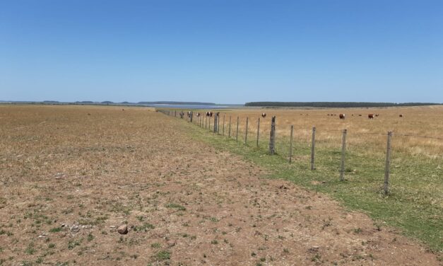 Se arrendó Estancia «Tres Arroyos» en Artigas